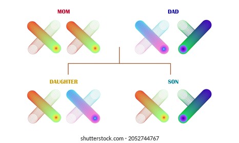 Abbildung männlicher und weiblicher Chromosomen in der Familie. Verhältnis von x und y Chromosomen in menschlichen Stammbaum oder Nachkommen. Struktur der Erbmerkmale von Eltern bis zu Kindern. Vektorgrafik einzeln.