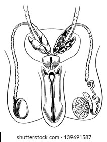 Diagram Of The Male Reproductive System