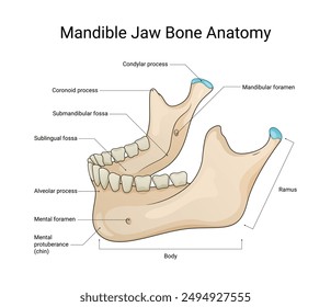 Diagramm der Anatomie des Unterkieferknochens