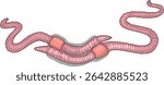 Diagram of mating process of earthworms. Scheme of earthworm copulation for biology lesson