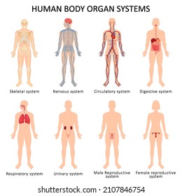 Diagram of medical education in the biology of the human body organ system. Vector illustration