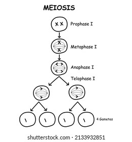 diagram of meiosis cell division