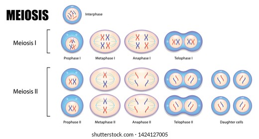 Diagram of Meiosis, Process cell division, vector illustration eps10