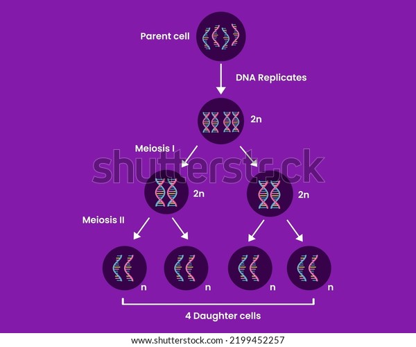 Diagram Meiosis Process Cell Division Medical Stock Vector (Royalty ...