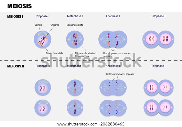 Diagram of Meiosis. Prophase, Metaphase, Anaphase, and\
Telophase. 