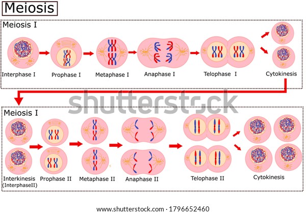 Diagram Meiosiscell Division Process Cells Go Stok Vektör Telifsiz