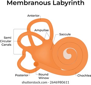Diagram of the Membranous Labyrinth showing the cochlea semicircular Vector Illustration