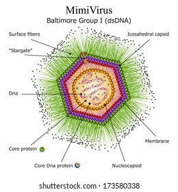 Diagram of Mimi virus particle structure