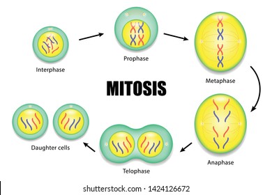Prophase Images Stock Photos Vectors Shutterstock