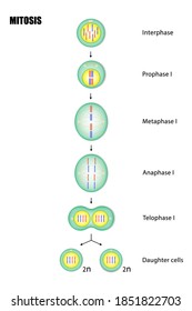 Diagram of Mitosis, Process cell division