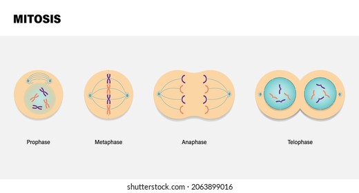 Diagrama de la mitosis. Profase, metafase, Anáfase y Teloffase. 