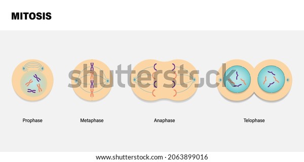 Diagram of Mitosis. Prophase, Metaphase, Anaphase, and\
Telophase. 