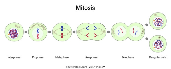 Diagrama del vector de mitosis. Profase, metafase, Anáfase y Teloffase. División celular para uso educativo.