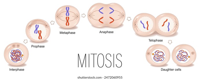 Diagram of Mitosis vector. Prophase, Metaphase, Anaphase, and Telophase. Cell division for education use. Chromosomes and cells.