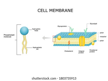 Diagram models of  cell membrane, close-up of phospholipid molecule.