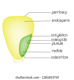 diagram of a monocotyledon seed