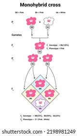 Diagram of Monohybrid Cross with flower, law of segregation, vector illustration. 