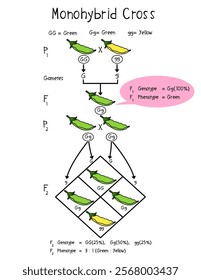 Diagram of Monohybrid Cross with Pea, law of segregation, Monohybrid cross illustration.