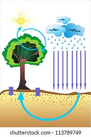 diagram the movement of water in nature