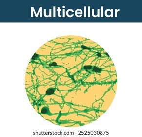Diagrama de la ilustración multicelular, multicelular 