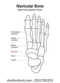 Diagrama da Vista Superior do Pé Direito do Osso Navicular