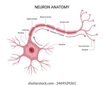 Diagram of neuron anatomy illustration