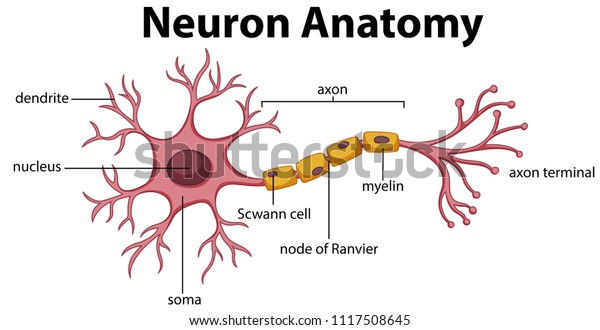 Diagram of Neuron Anatomy
 illustration