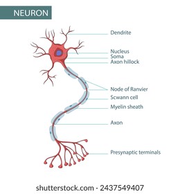 Diagram of Neuron Anatomy vector illustration