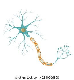 Diagram of a neuron, cerebral cortex. Structure of a nerve cell. Vector illustration
