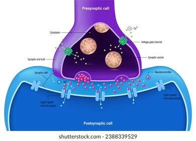 Diagrama de la neurona. Comunicación neuronal. Vector de sinapsis química. Transmisión sináptica.