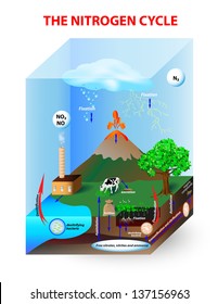 diagram nitrogen cycle. process by which nitrogen is converted between its various chemical forms