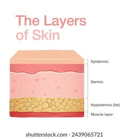 Diagram of normal human skin structure. Infographic with detailed description of skin layers. Vector illustration can be used for educational purpose for medical science and dermatology.