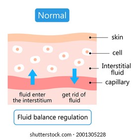 Diagram Of Normal Skin. Maintain The Balance Of Fluids Both Inside And Outside Of Cells.  Health Care Concept 