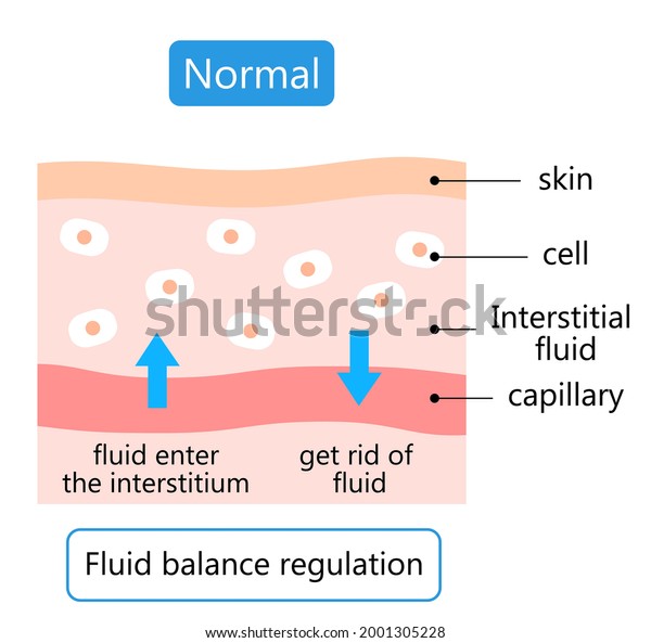 Diagram Normal Skin Maintain Balance Fluids Stock Vector (Royalty Free ...