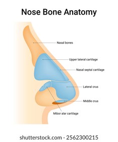 Diagram of Nose Bone Anatomy
