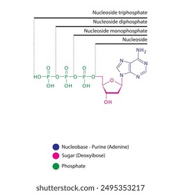 Diagramm der Nukleosid - Desoxyadenosin Mono-, Di- und Trip-Phosphat Skelettstruktur schematische Darstellung, Nukleosid-Molekül.