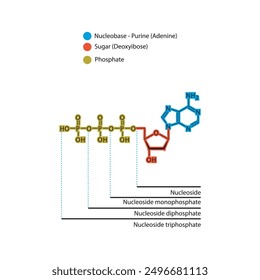 Diagram of nucleoside - Deoxyadenosine mono, di and trip phosphate skeletal structure schematic illustration, Nucleoside molecule.