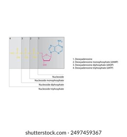 Schematische Darstellung der skelettalen Struktur von Nukleosid - Deoxyadenosin Mono-, Di- und Trip-Phosphat, Nukleosidmolekül.