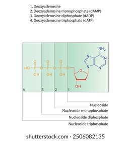 Diagram of nucleoside - Deoxyadenosine mono, di and trip phosphate skeletal structure schematic illustration, Nucleoside molecule.