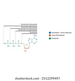 Diagram of nucleoside - Deoxyadenosine mono, di and trip phosphate skeletal structure schematic illustration, Nucleoside molecule.