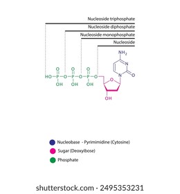 Diagramm der Nukleosid-Desoxycytidin-Mono-, Di- und Trip-Phosphat-Skelettstruktur schematische Darstellung, Nukleosid-Molekül.