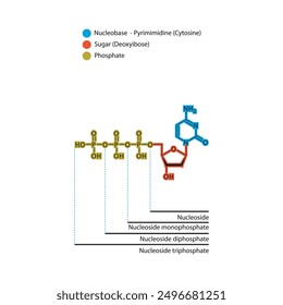 Schematische Darstellung der skelettalen Struktur von Nukleosid - Deoxycytidin Mono, Di und Trip Phosphat, Nukleosidmolekül.