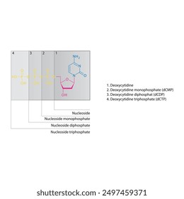 Diagram of nucleoside - Deoxycytidine mono, di and trip phosphate skeletal structure schematic illustration, Nucleoside molecule.