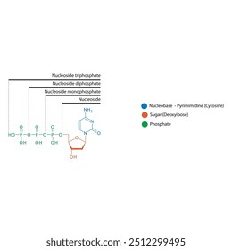 Diagram of nucleoside - Deoxycytidine mono, di and trip phosphate skeletal structure schematic illustration, Nucleoside molecule.