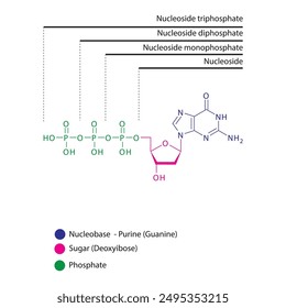 Diagramm der Nukleosid-Desoxyguanosin-Mono-, Di- und Trip-Phosphat-Skelettstruktur schematische Darstellung, Nukleosid-Molekül.