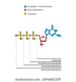 Schematische Darstellung der skelettalen Struktur von Nukleosid - Deoxyguanosin Mono-, Di- und Trip-Phosphat, Nukleosidmolekül.