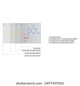 Schematische Darstellung der skelettalen Struktur von Nukleosid - Deoxyguanosin Mono-, Di- und Trip-Phosphat, Nukleosidmolekül.