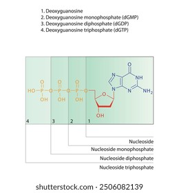 Diagram of nucleoside - Deoxyguanosine mono, di and trip phosphate skeletal structure schematic illustration, Nucleoside molecule.