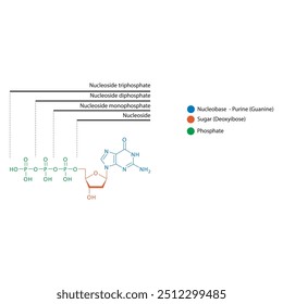 Diagram of nucleoside - Deoxyguanosine mono, di and trip phosphate skeletal structure schematic illustration, Nucleoside molecule.