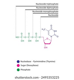 Diagramm der Nukleosid - Desoxythymidin Mono-, Di- und Trip-Phosphat-Skelettstruktur schematische Darstellung, Nukleosid-Molekül.